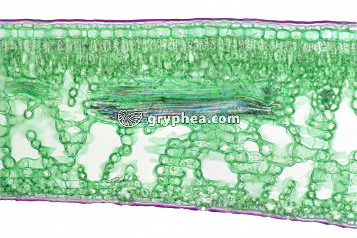 Houx (Ilex aquifolium) - Feuille en CT x25 - gryphea.org